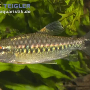 Afrikanischer Großschuppensalmler, Arnoldichthys spilopterus Versand Am Gleichen Tag